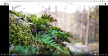 En skärmbild med webbläsaren Firefox, som visar när jag tittar på en video på YouTube. Videon täcker hela webbläsarfönstret. Alla andra element, som titel på videon och rekommenderade videos, är dolt.